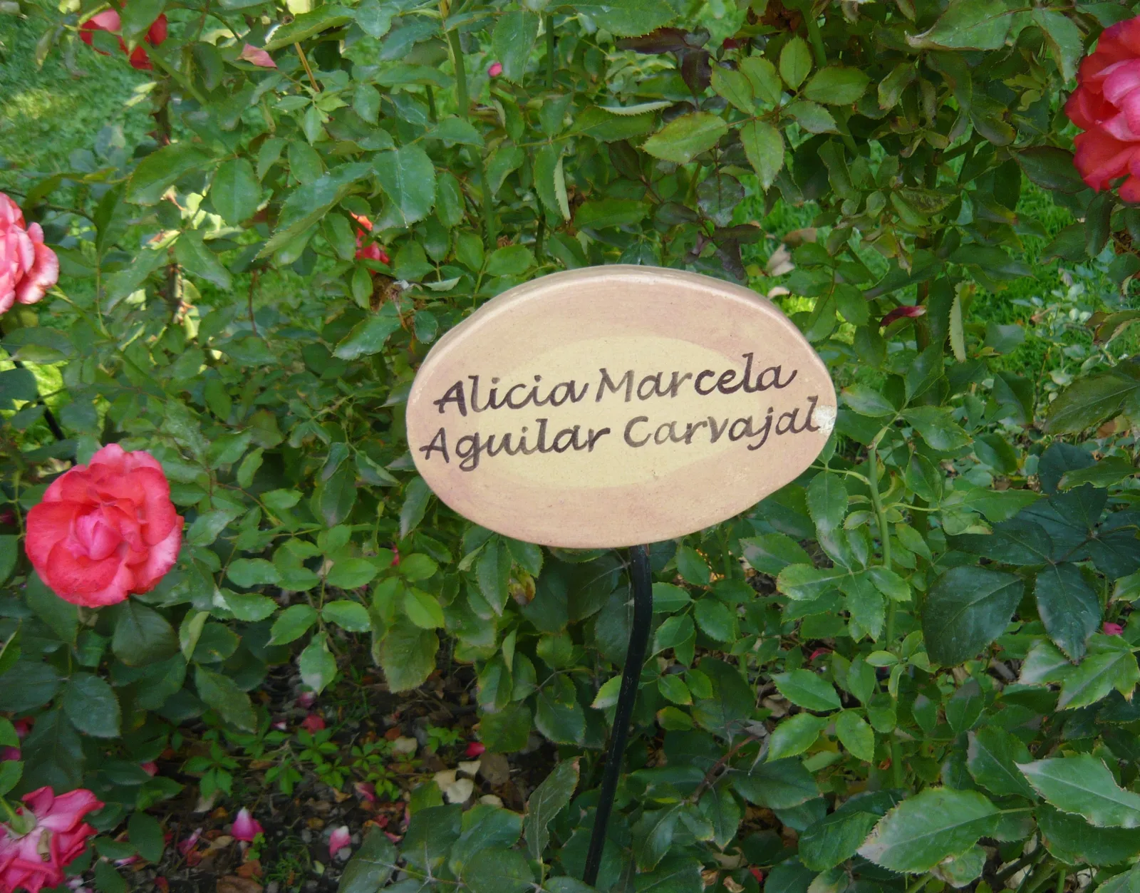 villagrimaldi.cl