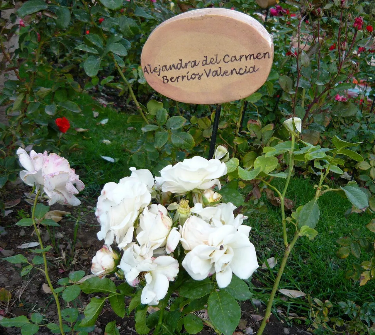 villagrimaldi.cl