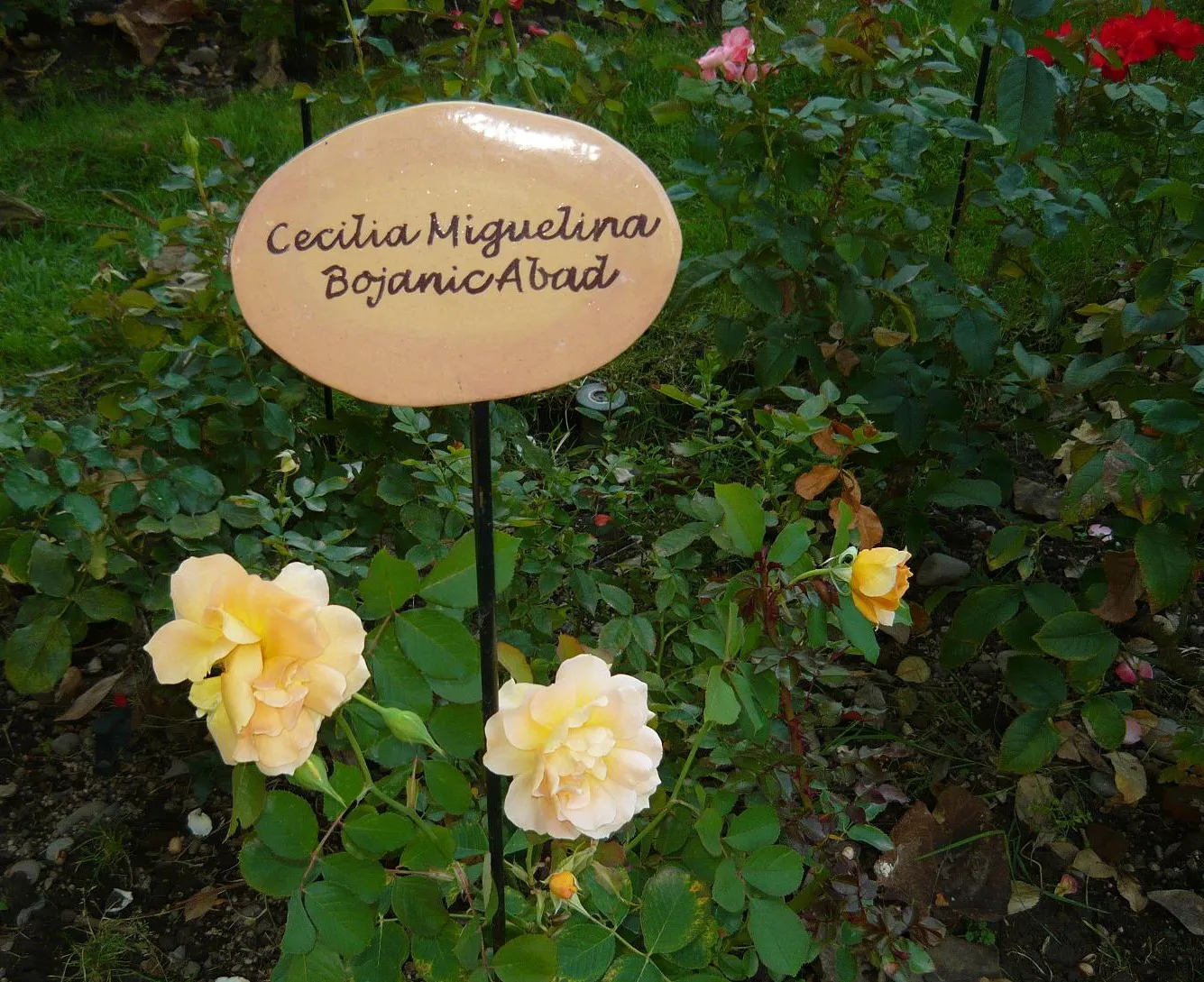villagrimaldi.cl