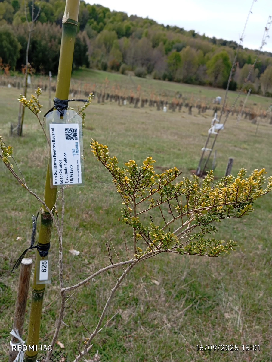 ecomemoria.cl  -Lumilla