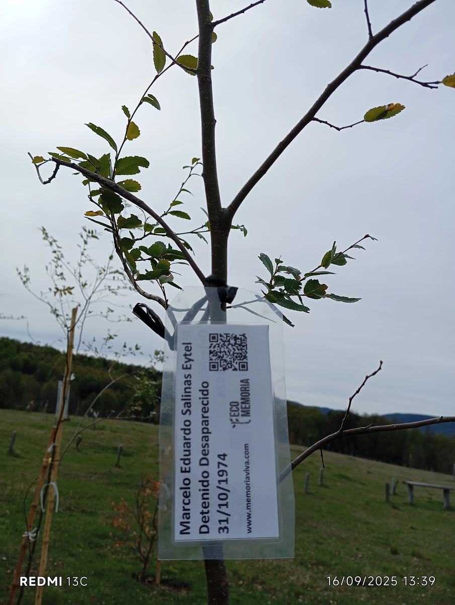 ecomemoria.cl  - Coigue