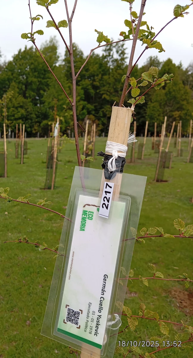 ecomemoria.cl  - Raulí