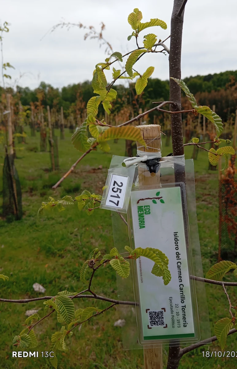 ecomemoria.cl  - Raulí