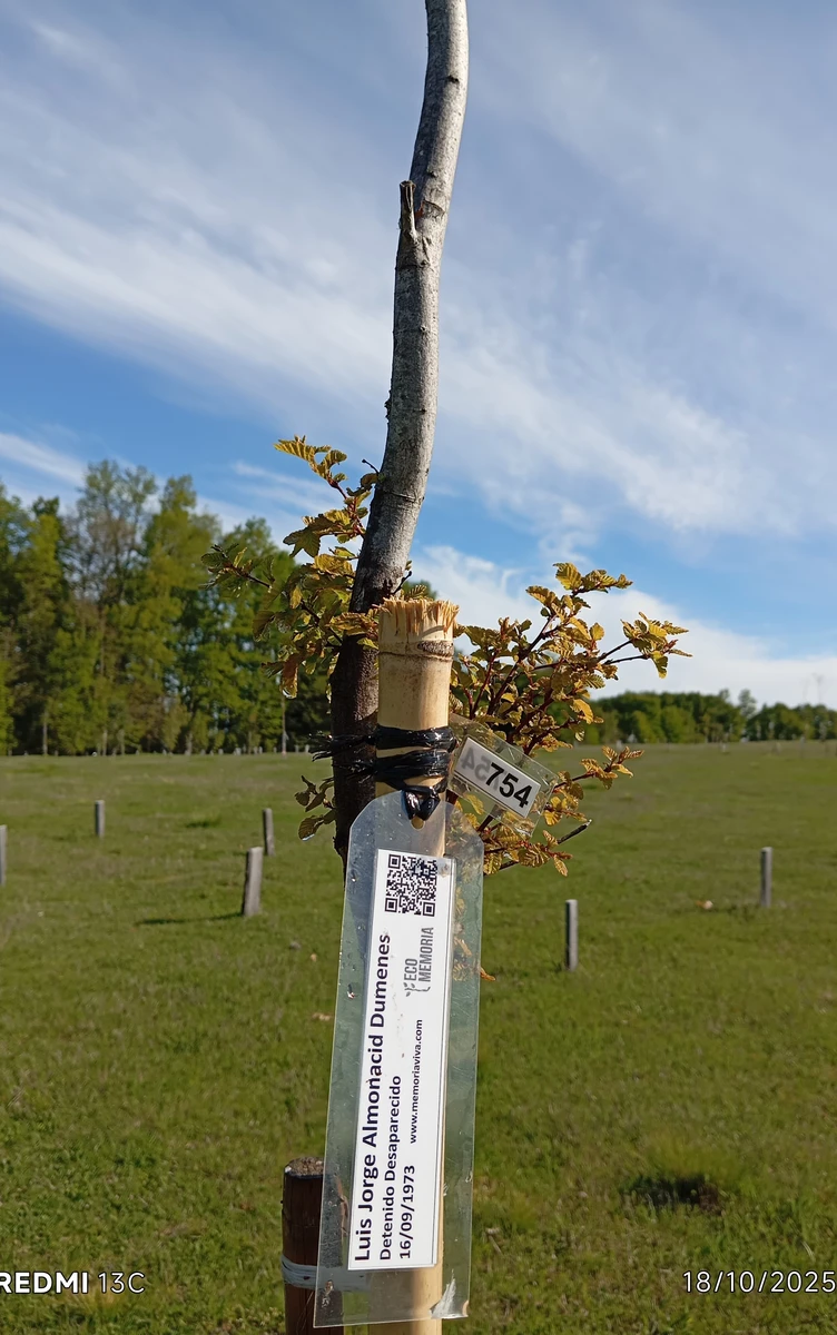 ecomemoria.cl  - Raulí