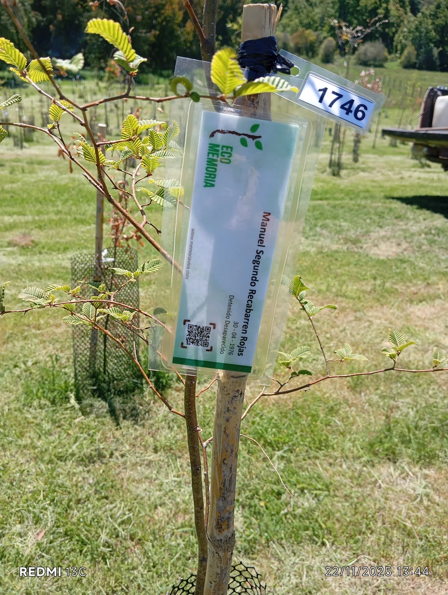 ecomemoria.cl  - Raulí