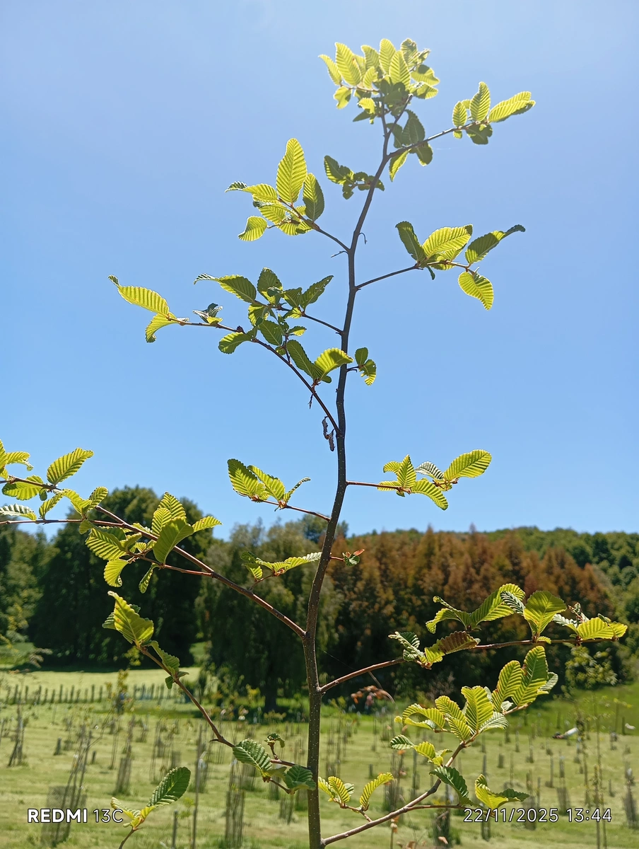ecomemoria.cl  - Raulí