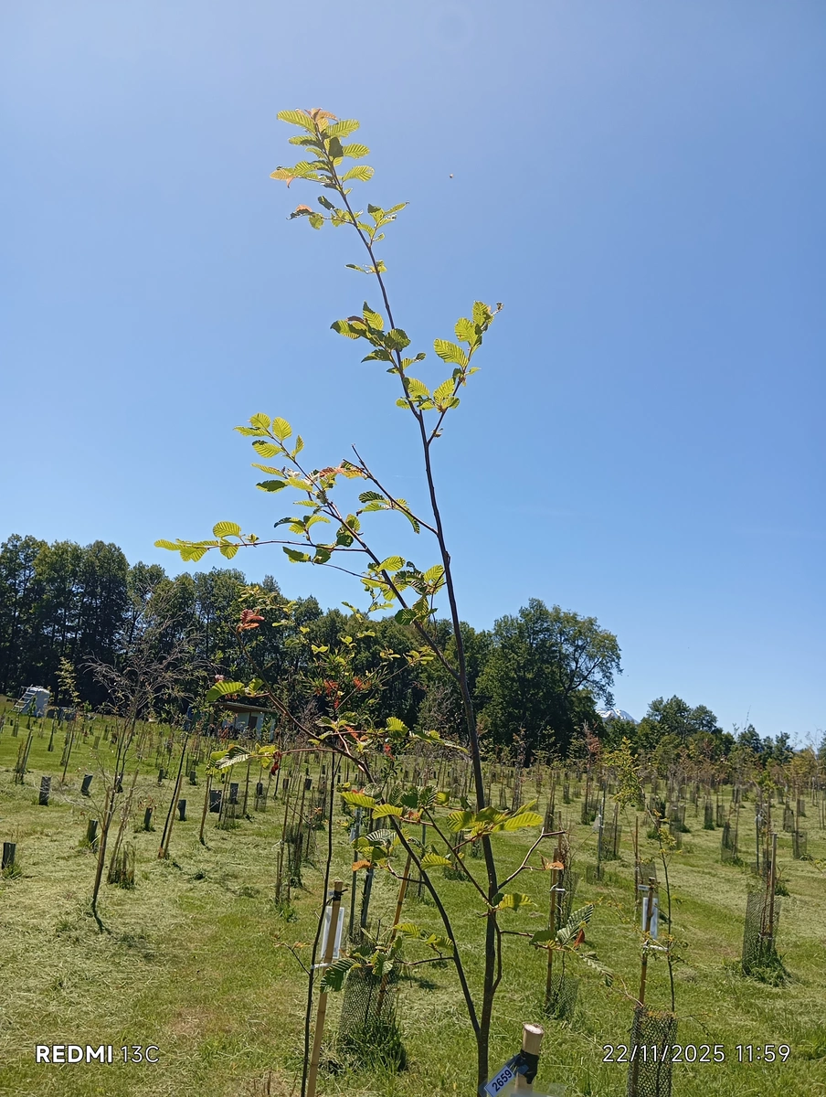 ecomemoria.cl  - Raulí