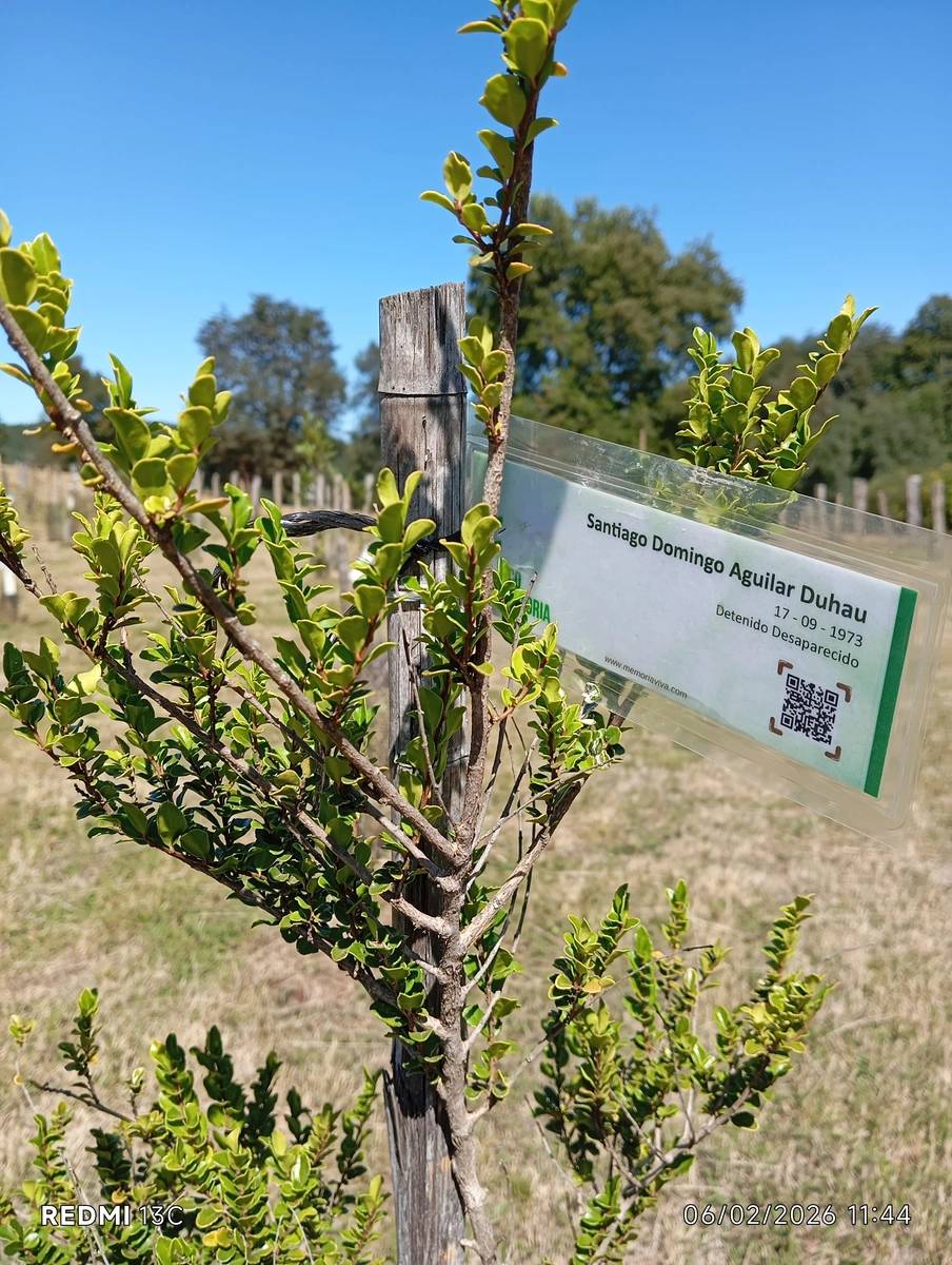 ecomemoria.cl  - Maitén