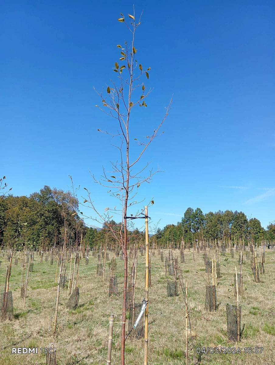 ecomemoria.cl  - Raulí