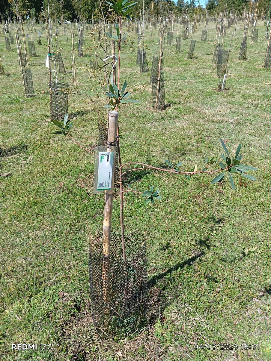 ecomemoria.cl  - Notro